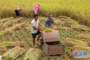 柬埔寨磅通省雨季稻谷產(chǎn)量喜人，農(nóng)業(yè)經(jīng)濟穩(wěn)步提升