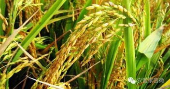 稻谷價格整體穩(wěn)定，后市或穩(wěn)中有漲