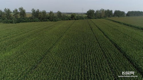 河北高質(zhì)量推進(jìn)優(yōu)質(zhì)谷子產(chǎn)業(yè)集群建設(shè)，助力稻谷產(chǎn)業(yè)升級(jí)