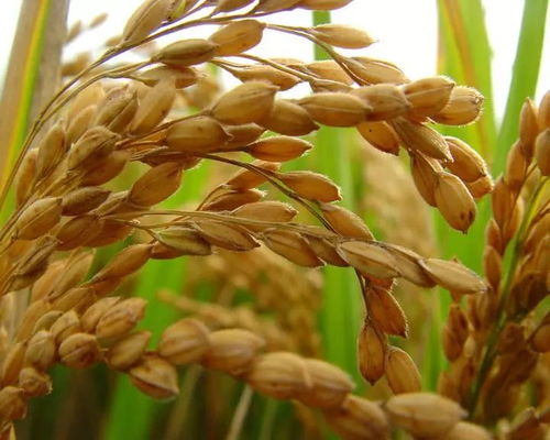 黑龍江啟動(dòng)中晚稻托市收購政策，首批委托收購庫點(diǎn)名單公布