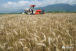 深度解析國家政策性糧食拍賣底價(jià)公布 小麥稻谷玉米同是主糧命不同，稻谷路在何方？