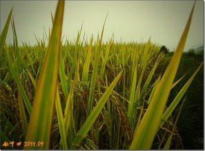 金秋稻谷香，豐收正當(dāng)時(shí)