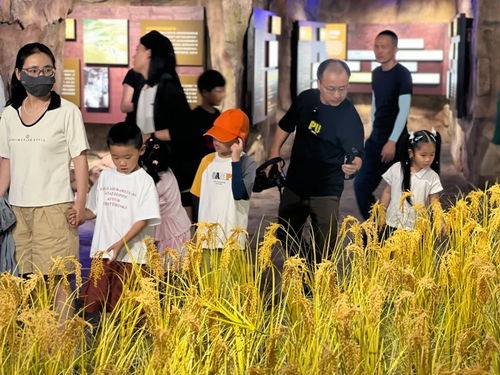松江田園課堂 暑假里的稻谷之旅