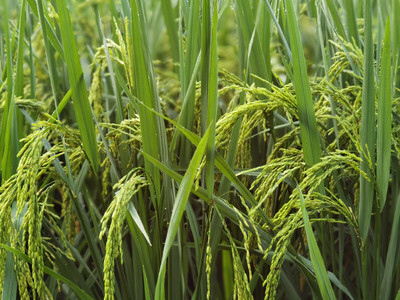 抽穗的期許，稻谷的豐饒