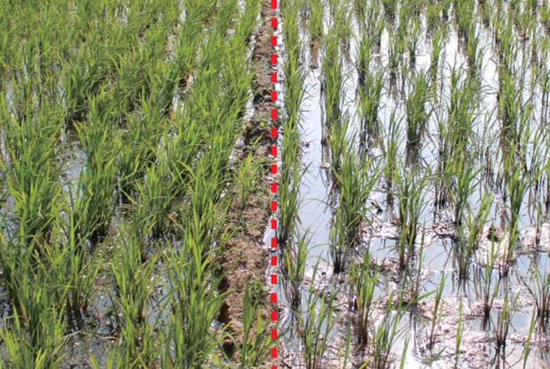 守護(hù)飯碗安全 從稻谷生產(chǎn)到儲(chǔ)存的全程保障策略