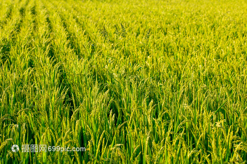 金色田野的希望 探訪五常大米水稻種植現(xiàn)場(chǎng)