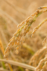 稻香入鏡 捕捉田野的詩(shī)意與豐饒