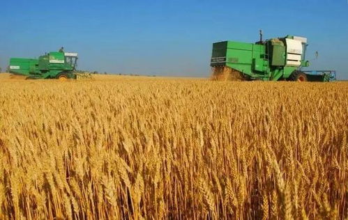 面粉與稻谷的現(xiàn)代之旅 添加劑背后的食品工業(yè)邏輯