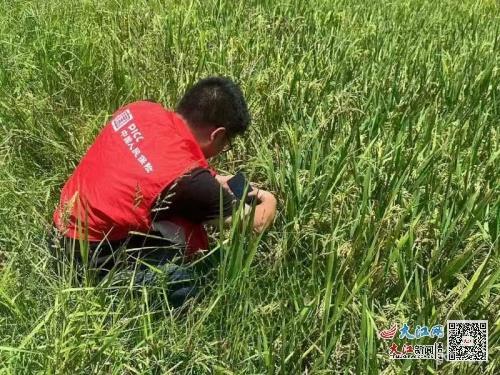 人保財(cái)險(xiǎn)金溪支公司積極開(kāi)展受災(zāi)水稻查勘，助力農(nóng)戶(hù)減災(zāi)復(fù)產(chǎn)