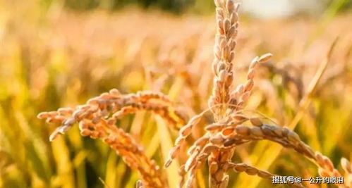 稻熟秋收入詩來——十首吟詠田間稻谷的農家詩詞