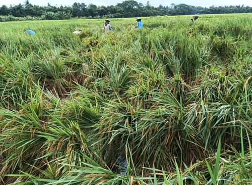 緬甸大米稻谷協會嚴令禁止低價買入高價倒賣行為 維護市場秩序與農民利益